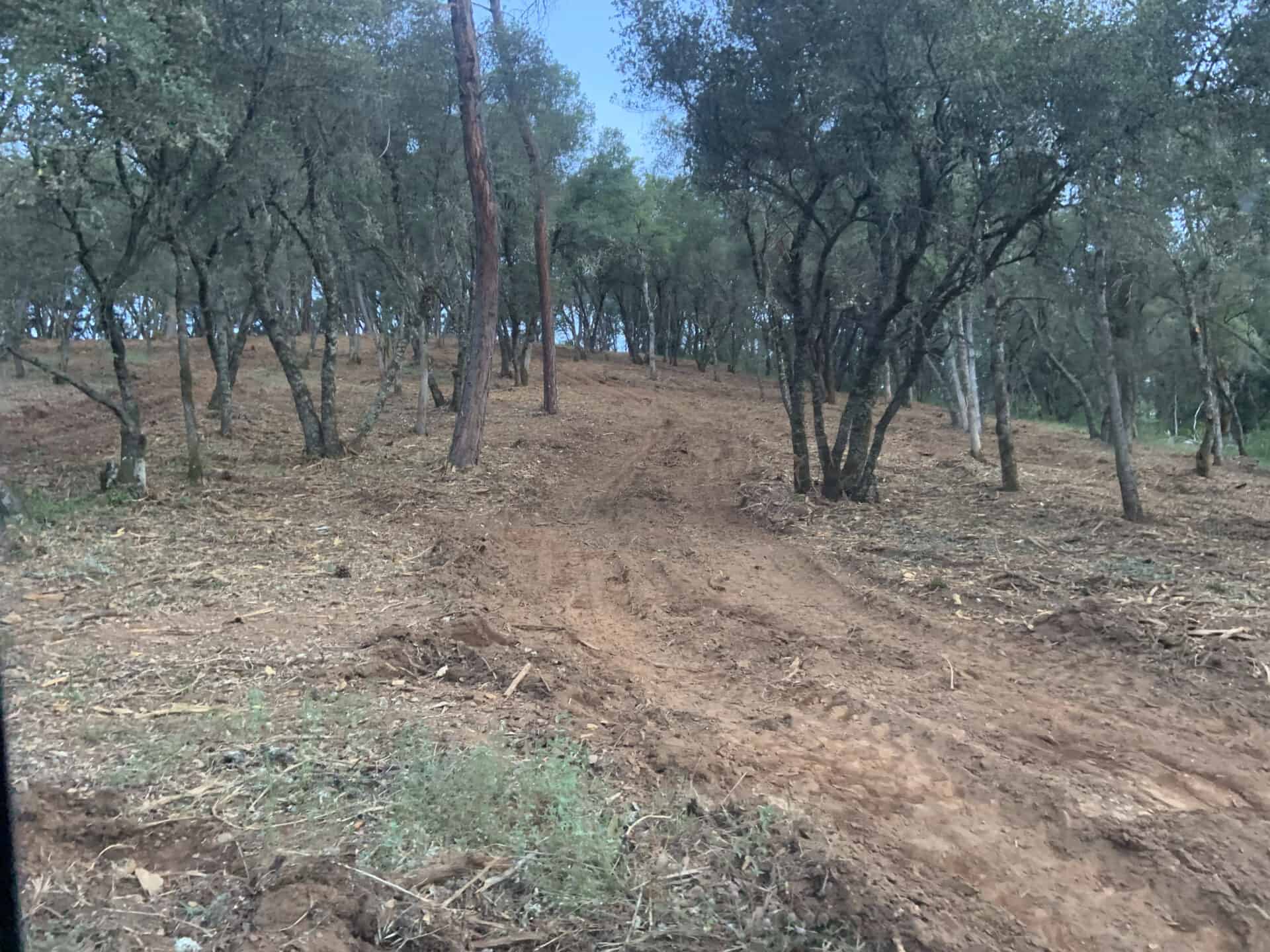 Tree clearing to make space for roadway on property